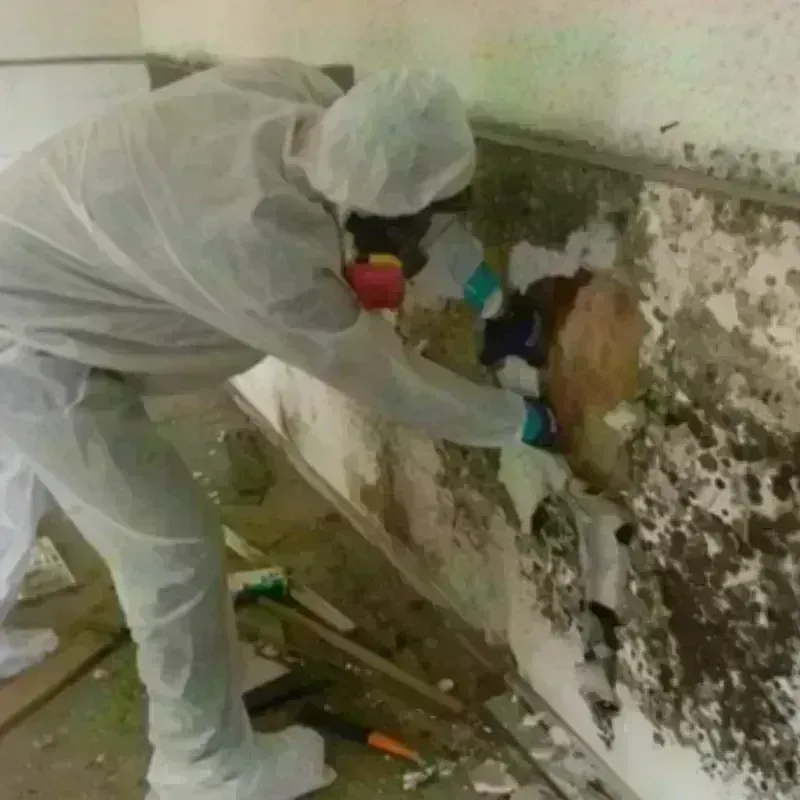 Mold Remediation and Removal in Saint Martin, MS